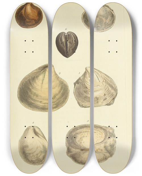Triptych art skateboard deck of James Sowerby The Mineral Conchology Of Great Britain Pl301 by James Sowerby (1757-1822)