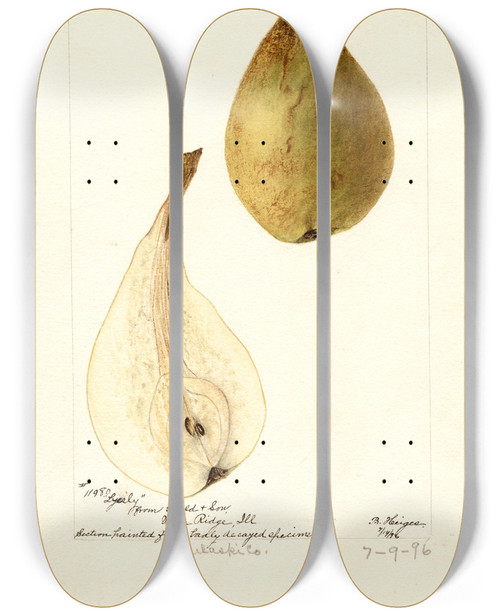 Triptych art skateboard deck of Bertha Heiges Pyrus Communis Lyerly by Bertha Heiges (1866-1956)