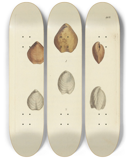 Triptych art skateboard deck of James Sowerby The Mineral Conchology Of Great Britain Pl527 by James Sowerby (1757-1822)