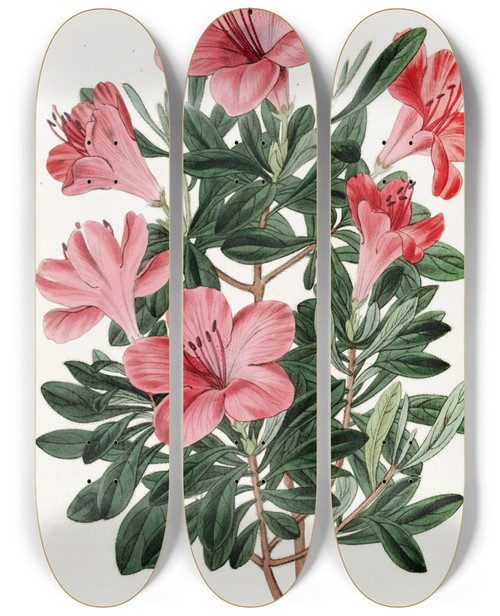 Triptych art skateboard deck of Sydenham Edwards The Brickred Chinese Azalea by Sydenham Edwards (1768-1819)