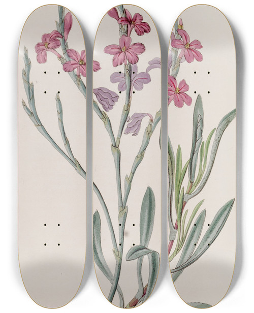 Triptych art skateboard deck of Sydenham Edwards Monopetalous Sea Lavender by Sydenham Edwards (1768-1819)