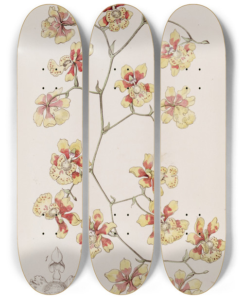 Triptych art skateboard deck of Sydenham Edwards The Cushion Oncidium by Sydenham Edwards (1768-1819)