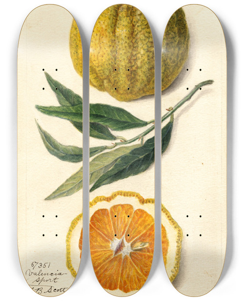 Triptych art skateboard deck of Amanda Almira Newton Citrus Sinensis Valencia_3 by Amanda Almira Newton (1860-1943) Triptych art skateboard deck of Amanda Almira Newton Citrus Sinensis Valencia_3 by Amanda Almira Newton (1860-1943)