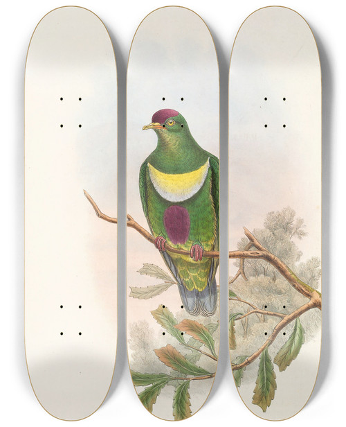Triptych art skateboard deck of John Gould The Birds Of New Guinea And The Adjacent Papuan Islands Pl58 by John Gould (1804-1881)