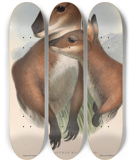 Triptych art skateboard deck of John Gould The Mammals Of Australia Pl050 by John Gould (1804-1881)