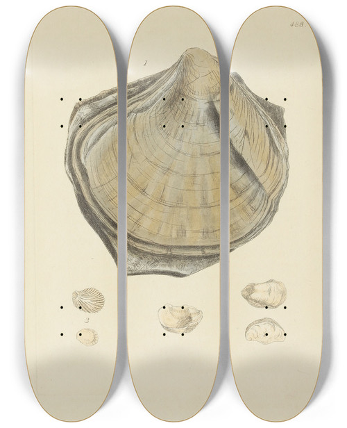 Triptych art skateboard deck of James Sowerby The Mineral Conchology Of Great Britain Pl569 by James Sowerby (1757-1822)
