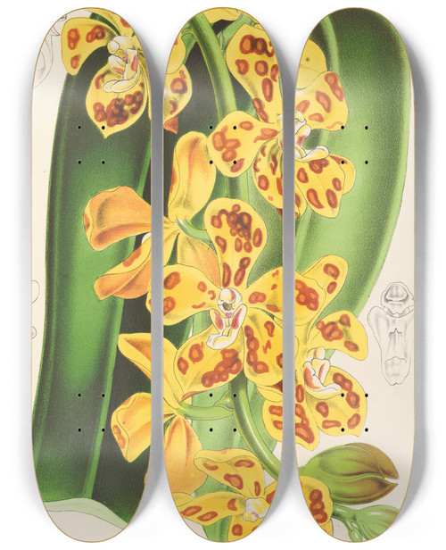 Triptych art skateboard deck of Charles Antoine Lemaire Vanda Gigantea by Charles Antoine Lemaire (1800-1871)