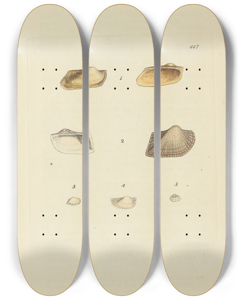 Triptych art skateboard deck of James Sowerby The Mineral Conchology Of Great Britain Pl529 by James Sowerby (1757-1822)
