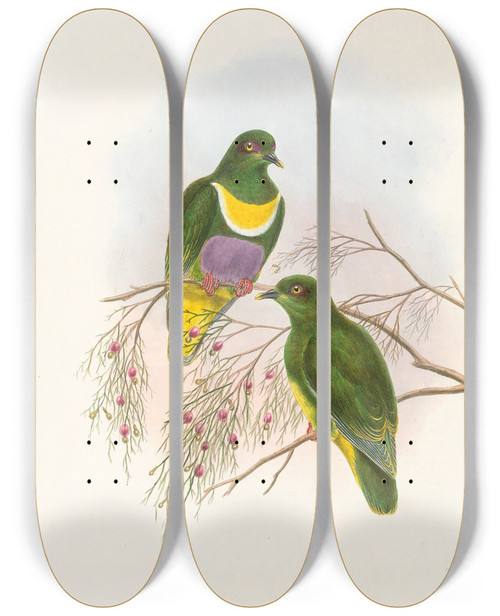 Triptych art skateboard deck of John Gould The Birds Of New Guinea And The Adjacent Papuan Islands Pl57 by John Gould (1804-1881)