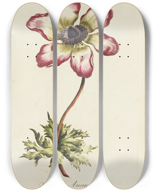 Triptych art skateboard deck of Carington Bowles Single Anemone by Carington Bowles (1724-1793)