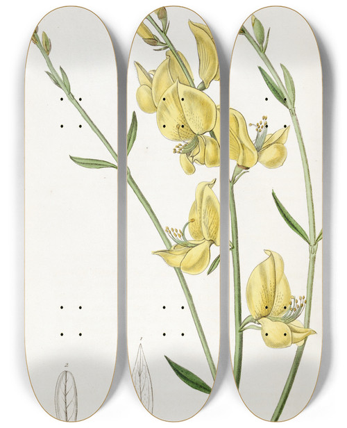 Triptych art skateboard deck of Sydenham Edwards Sharpleaved Spanish Broom by Sydenham Edwards (1768-1819)