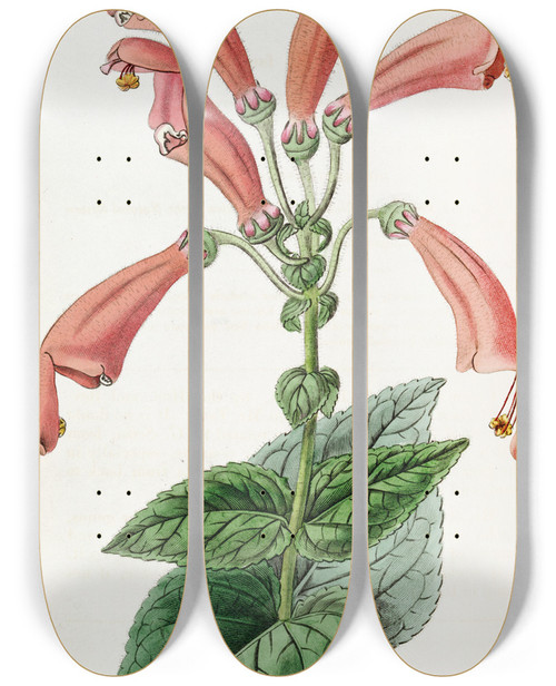 Triptych art skateboard deck of Sydenham Edwards Widemouthed Gesnera by Sydenham Edwards (1768-1819)