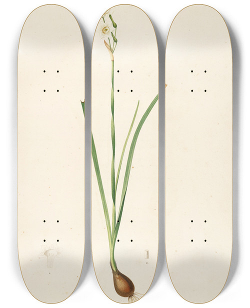 Triptych art skateboard deck of Pierre Joseph Redout Les Liliacees Pl09 by Pierre Joseph Redoute (1759-1840)