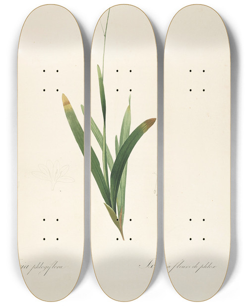 Triptych art skateboard deck of Pierre Joseph Redout Les Liliacees Pl12 by Pierre Joseph Redoute (1759-1840)