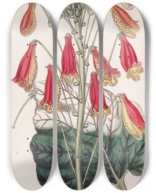 Triptych art skateboard deck of Sydenham Edwards The Zebra Gesnera by Sydenham Edwards (1768-1819)