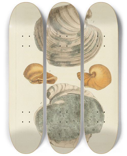 Triptych art skateboard deck of James Sowerby The Mineral Conchology Of Great Britain Pl304 by James Sowerby (1757-1822)
