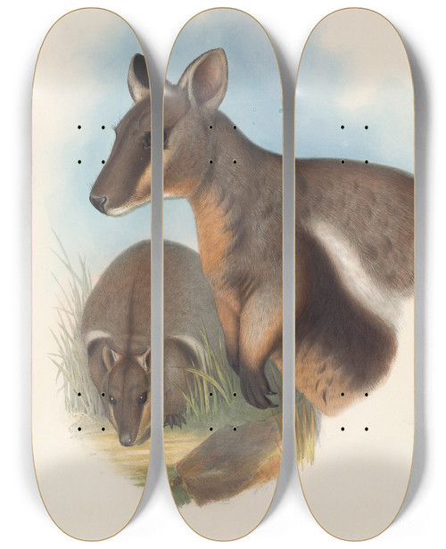 Triptych art skateboard deck of John Gould The Mammals Of Australia Pl077 by John Gould (1804-1881)
