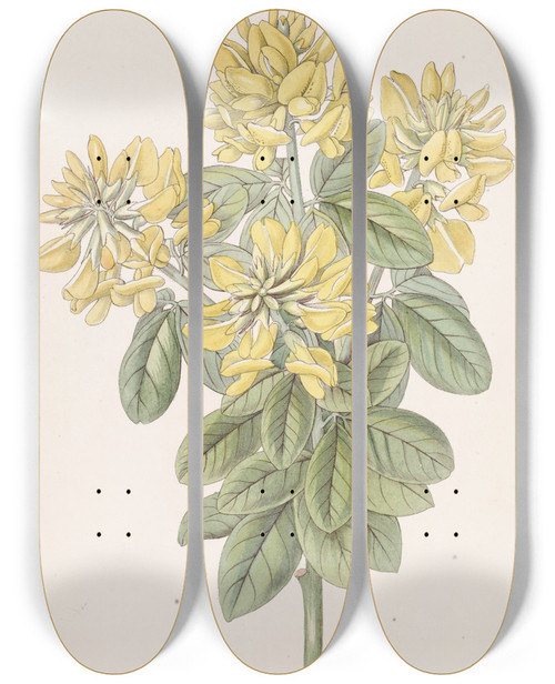 Triptych art skateboard deck of Sydenham Edwards Dalmatian Laburnum by Sydenham Edwards (1768-1819)