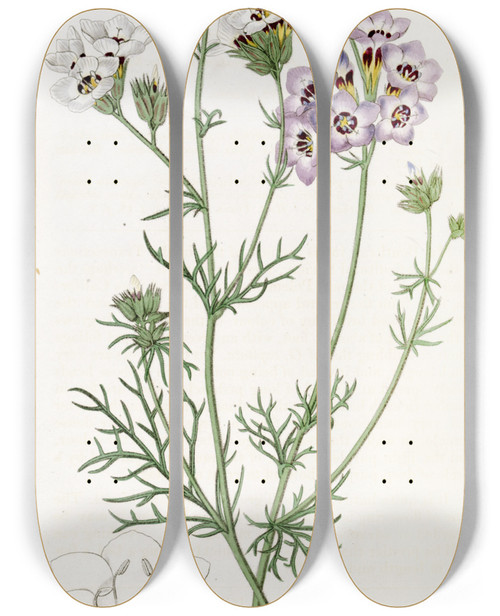 Triptych art skateboard deck of Sydenham Edwards Threecoloured Gilia by Sydenham Edwards (1768-1819)