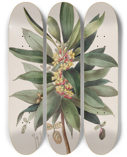 Triptych art skateboard deck of Sydenham Edwards The Shrubby Woodsorrel by Sydenham Edwards (1768-1819)