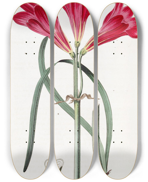 Triptych art skateboard deck of Sydenham Edwards Carmine Amaryllis by Sydenham Edwards (1768-1819)