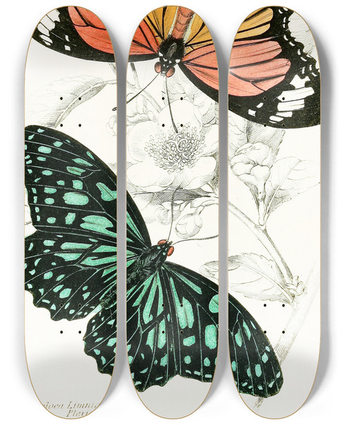 Triptych art skateboard deck of James Duncan Euploea Limniace Euploea Plexippe by James Duncan (1806-1881)