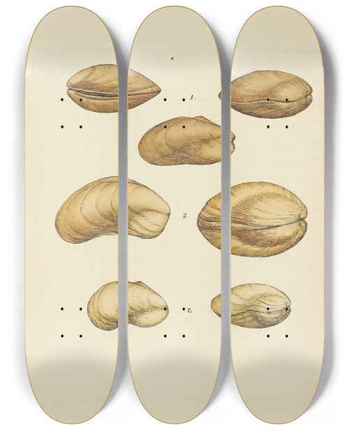 Triptych art skateboard deck of James Sowerby The Mineral Conchology Of Great Britain Pl403 by James Sowerby (1757-1822)