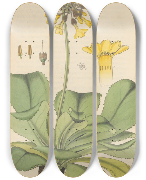 Triptych art skateboard deck of William Jackson Hooker Primula Palinuri by William Jackson Hooker (1785-1865)