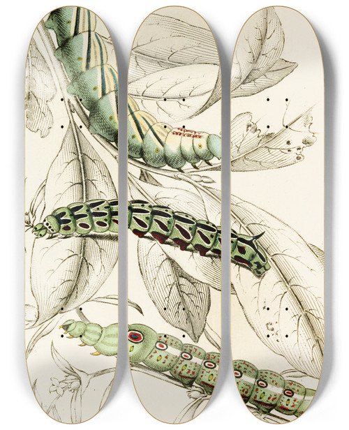 Triptych art skateboard deck of James Duncan Caterpillar Of Metopsilus Tersa Sphinx Chionanthi Sphinx Gaurae by James Duncan (1806-1881)