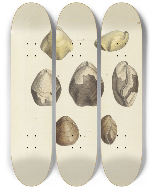 Triptych art skateboard deck of James Sowerby The Mineral Conchology Of Great Britain Pl519 by James Sowerby (1757-1822)