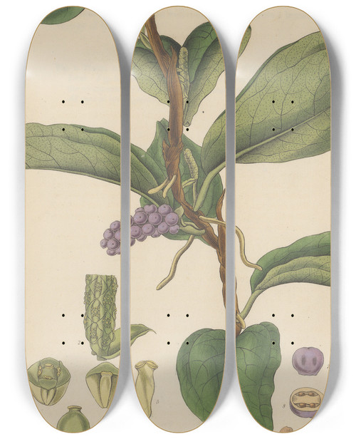 Triptych art skateboard deck of William Jackson Hooker Pothos Violacea by William Jackson Hooker (1785-1865)
