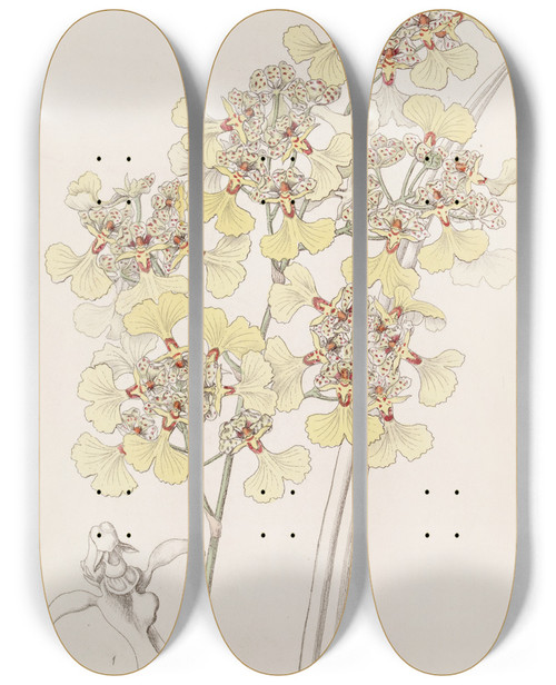 Triptych art skateboard deck of Sydenham Edwards Cutlipped Oncidium by Sydenham Edwards (1768-1819)