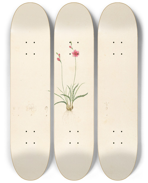 Triptych art skateboard deck of Pierre Joseph Redout Les Liliacees Pl13 by Pierre Joseph Redoute (1759-1840)