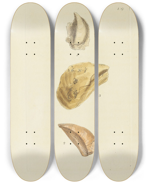 Triptych art skateboard deck of James Sowerby The Mineral Conchology Of Great Britain Pl521 by James Sowerby (1757-1822)