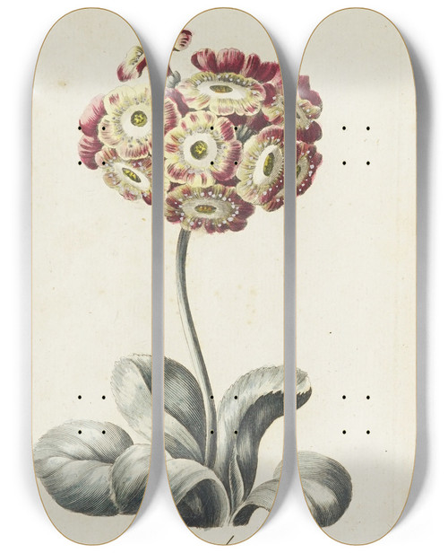 Triptych art skateboard deck of Carington Bowles Auricula by Carington Bowles (1724-1793)