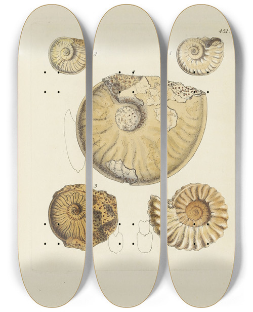 Triptych art skateboard deck of James Sowerby The Mineral Conchology Of Great Britain Pl533 by James Sowerby (1757-1822)