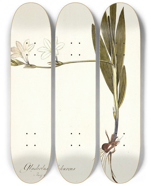 Triptych art skateboard deck of Nikolaus Joseph Freiherr Von Jacquin Gladiolus Sulphureus by Nikolaus Joseph Freiherr Von Jacquin (1727-1817)