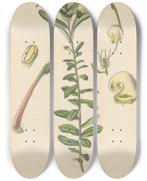 Triptych art skateboard deck of William Jackson Hooker Grevillea Pubescens by William Jackson Hooker (1785-1865)
