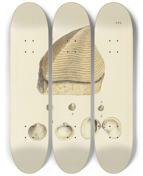 Triptych art skateboard deck of James Sowerby The Mineral Conchology Of Great Britain Pl526 by James Sowerby (1757-1822)