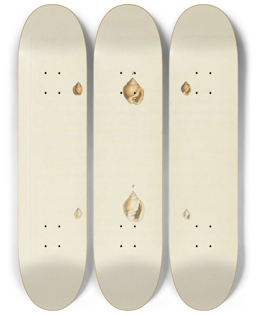 Triptych art skateboard deck of James Sowerby The Mineral Conchology Of Great Britain Pl546 by James Sowerby (1757-1822)