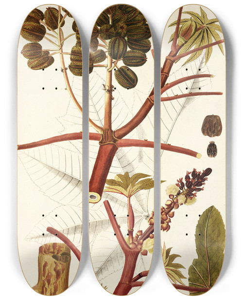 Triptych art skateboard deck of Nikolaus Joseph Freiherr Von Jacquin Ricinus Inermis by Nikolaus Joseph Freiherr Von Jacquin (1727-1817)