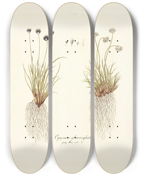 Triptych art skateboard deck of Nikolaus Joseph Freiherr Von Jacquin Cynosurus Sphaerocephalus by Nikolaus Joseph Freiherr Von Jacquin (1727-1817)