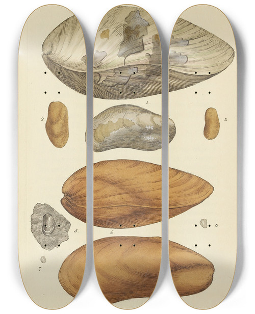 Triptych art skateboard deck of James Sowerby The Mineral Conchology Of Great Britain Pl402 by James Sowerby (1757-1822)