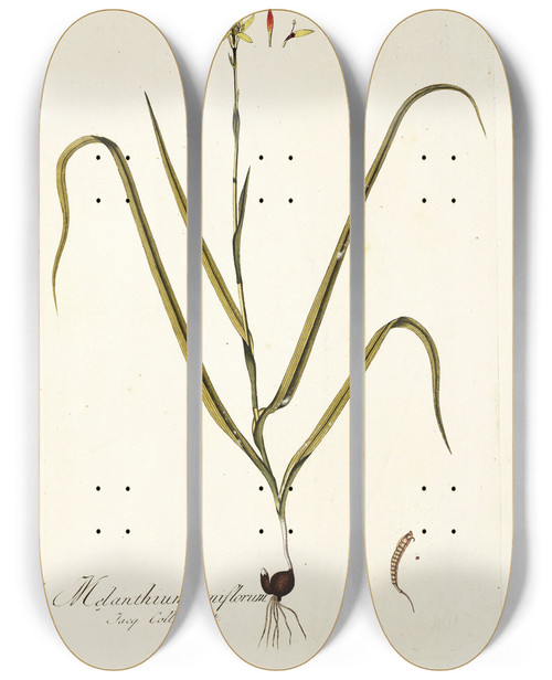 Triptych art skateboard deck of Nikolaus Joseph Freiherr Von Jacquin Melanthium Uniflorum by Nikolaus Joseph Freiherr Von Jacquin (1727-1817)