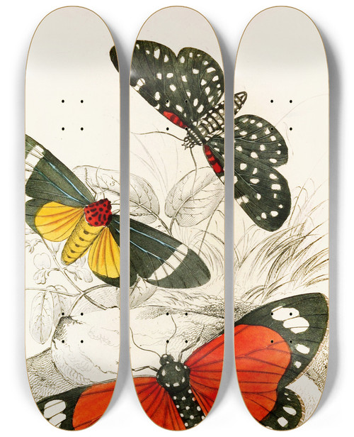 Triptych art skateboard deck of James Duncan Hypercampa Sybaris Callimorpha Helcita Callimorpha Phileta by James Duncan (1806-1881)