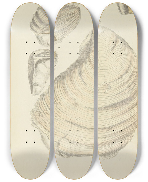 Triptych art skateboard deck of James Sowerby The Mineral Conchology Of Great Britain Pl522 by James Sowerby (1757-1822)