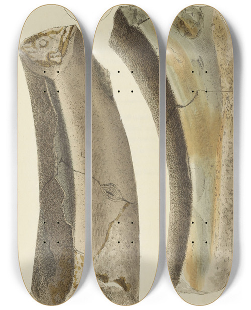Triptych art skateboard deck of James Sowerby The Mineral Conchology Of Great Britain Pl538 by James Sowerby (1757-1822)