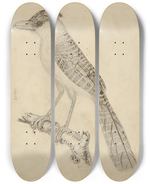 Triptych art skateboard deck of James Sowerby Giant Antshrike by James Sowerby (1757-1822)