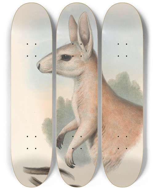 Triptych art skateboard deck of John Gould The Mammals Of Australia Pl088 by John Gould (1804-1881)