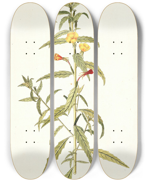Triptych art skateboard deck of Nikolaus Joseph Freiherr Von Jacquin Oenothera Nocturna by Nikolaus Joseph Freiherr Von Jacquin (1727-1817)